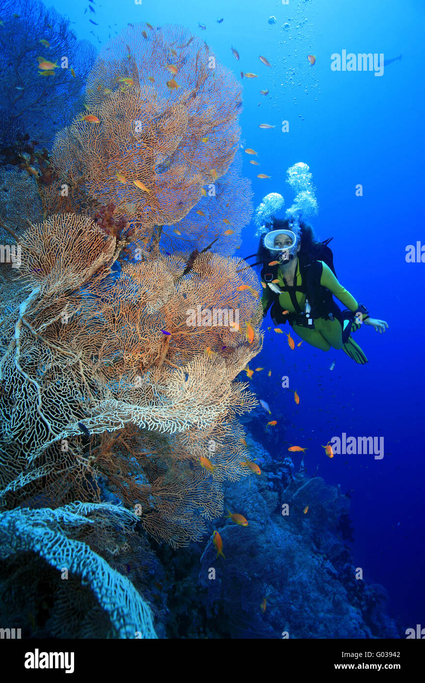 Scuba diver and coral Stock Photo
