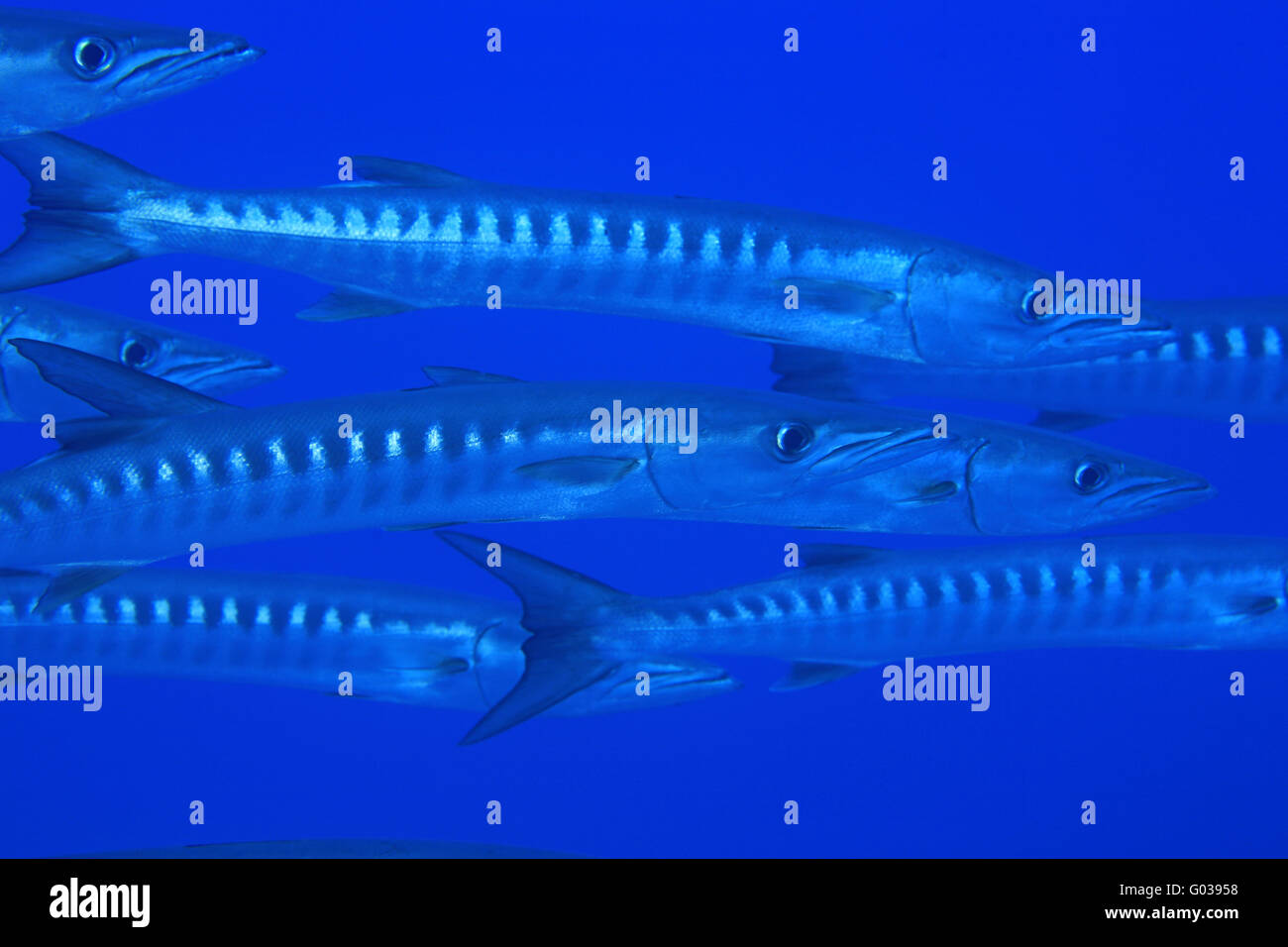 Blackfin barracuda hi-res stock photography and images - Alamy