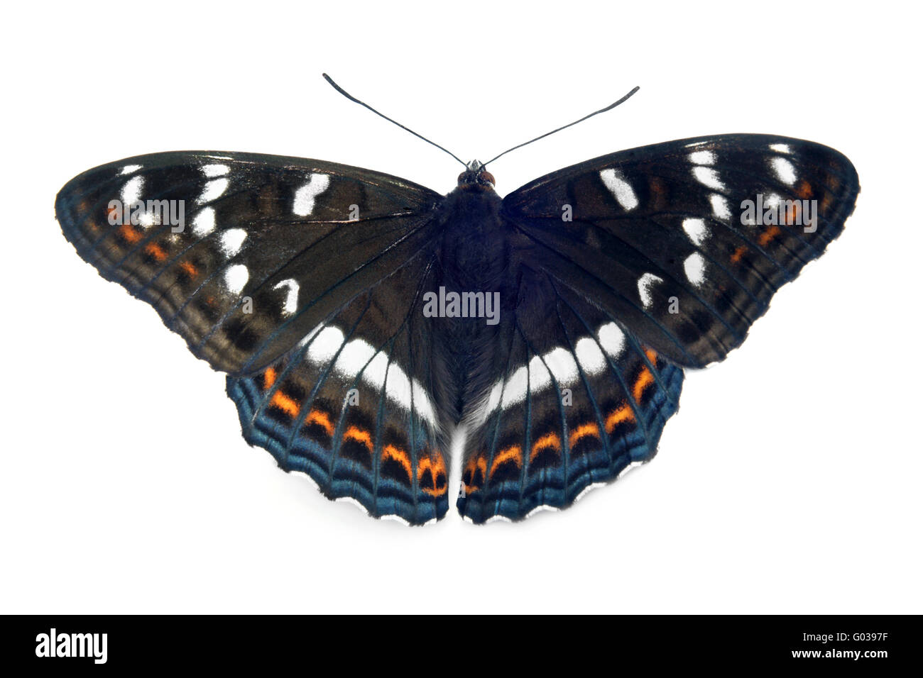 A close up of the butterfly (Limenitis populi) Stock Photo
