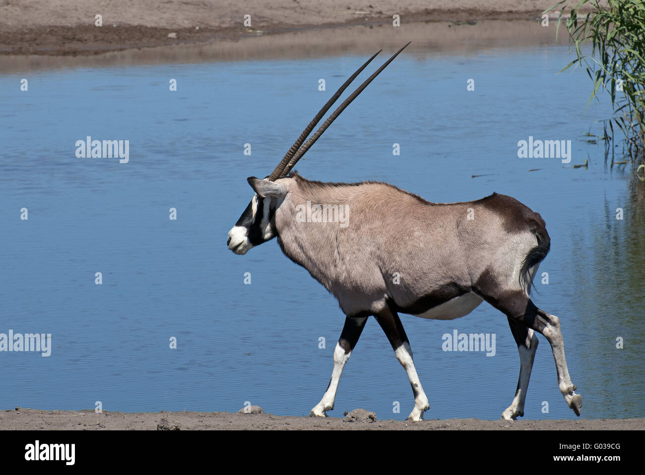 Oryxantilope Stock Photo