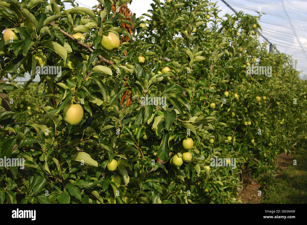 Apple tree plantation under hail protection nettin Stock Photo