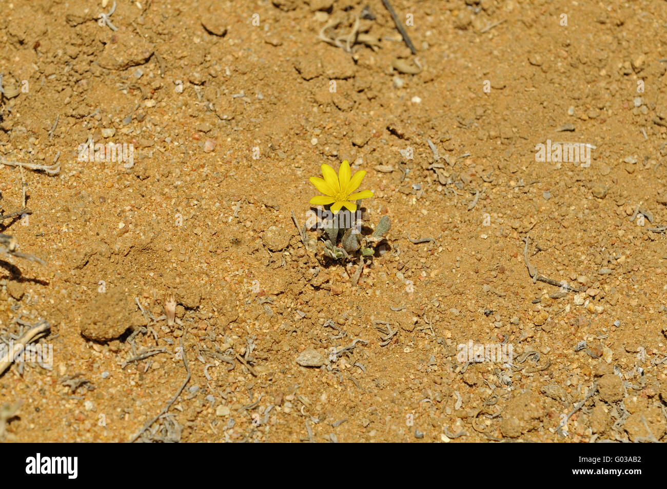 Yellow Gazania flower on dry soil, South Africa Stock Photo