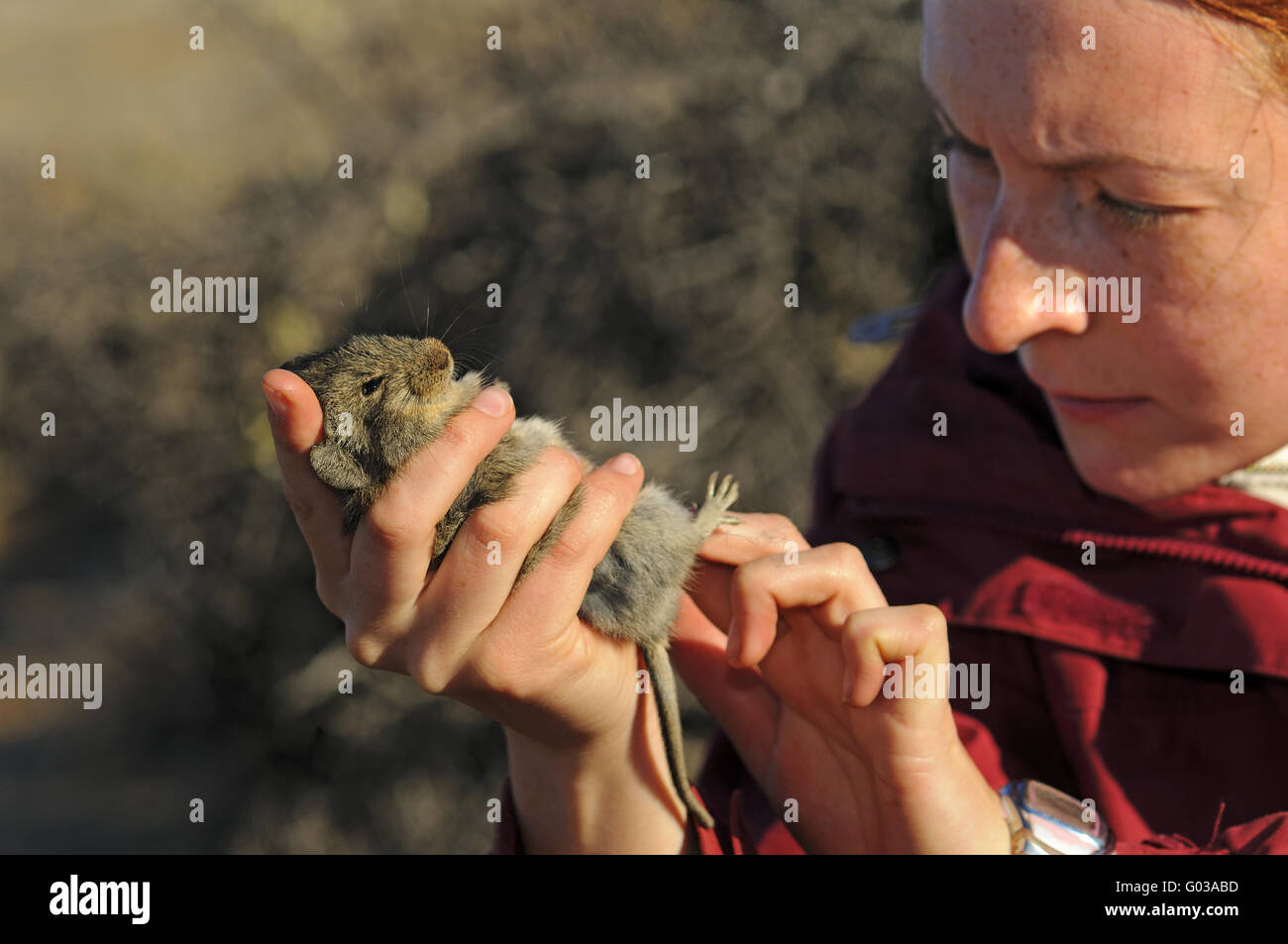 Zoologist examining a Four-striped Grass Mouse Stock Photo