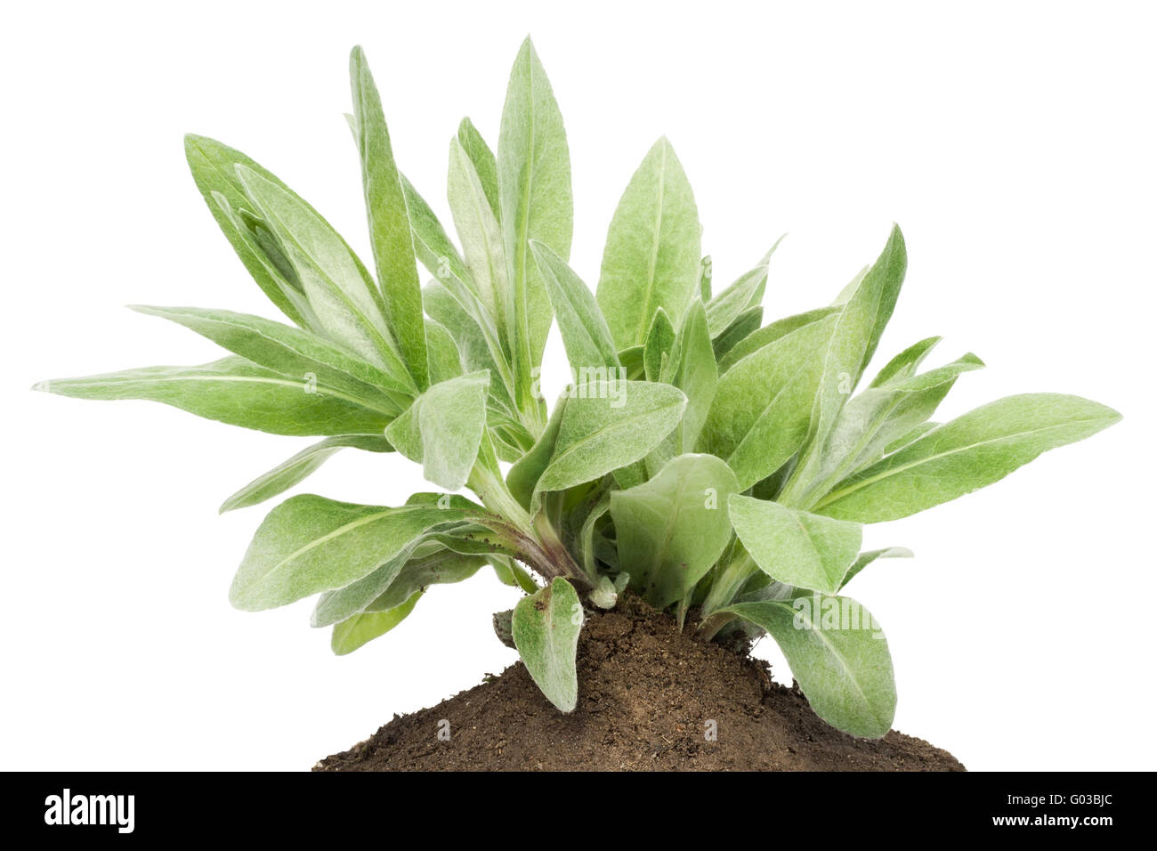 Bush of sapling, sprout a garden cornflower on bed Stock Photo Alamy