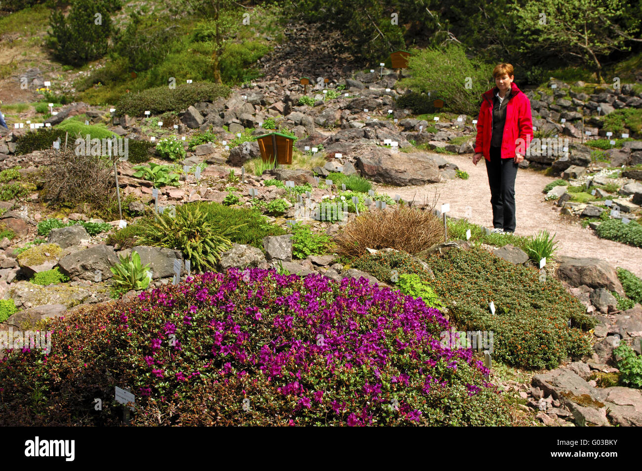 Visitor in the Rennsteig alpine botanical garden Stock Photo