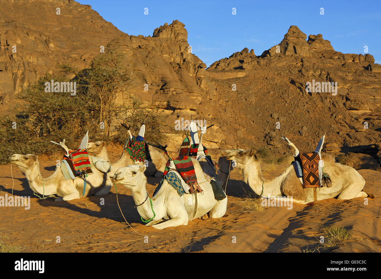 Resting riding dromedaries,Acacus Mountains,Sahara Stock Photo