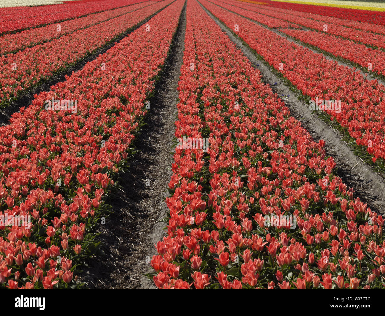Tulip field near Lisse, South Holland, Netherlands Stock Photo