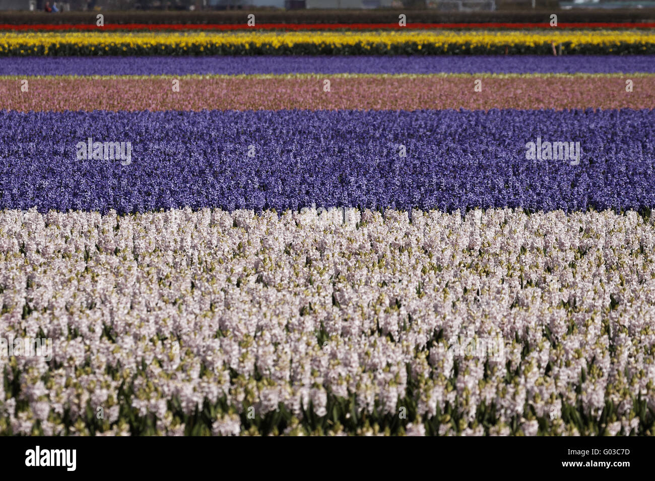 Flower field with garden hyacinths, Netherlands Stock Photo - Alamy