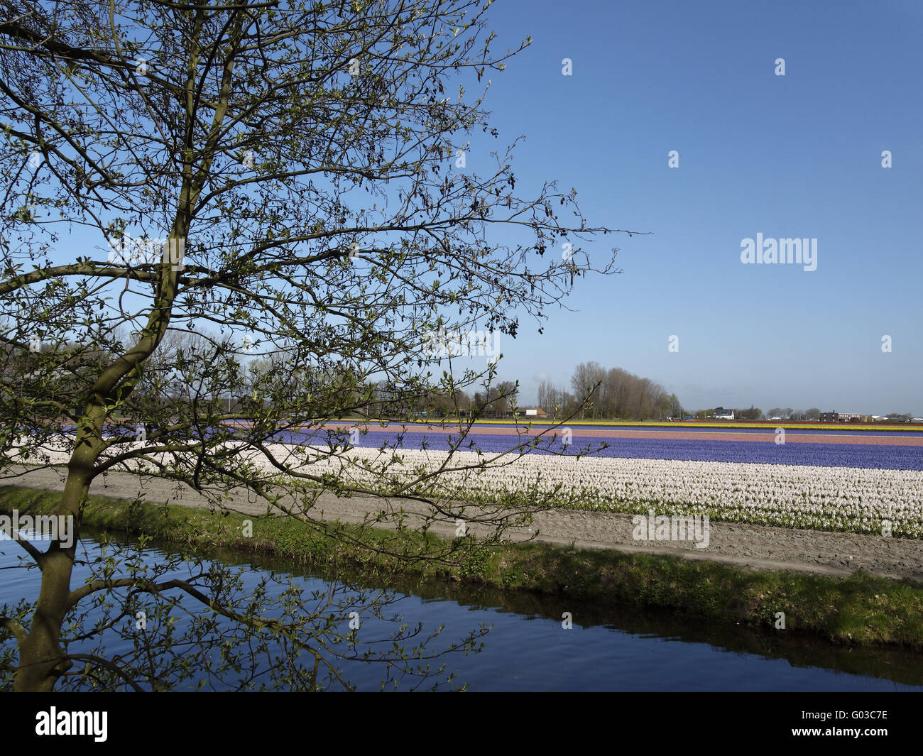 Flower field with garden hyacinths, Netherlands Stock Photo