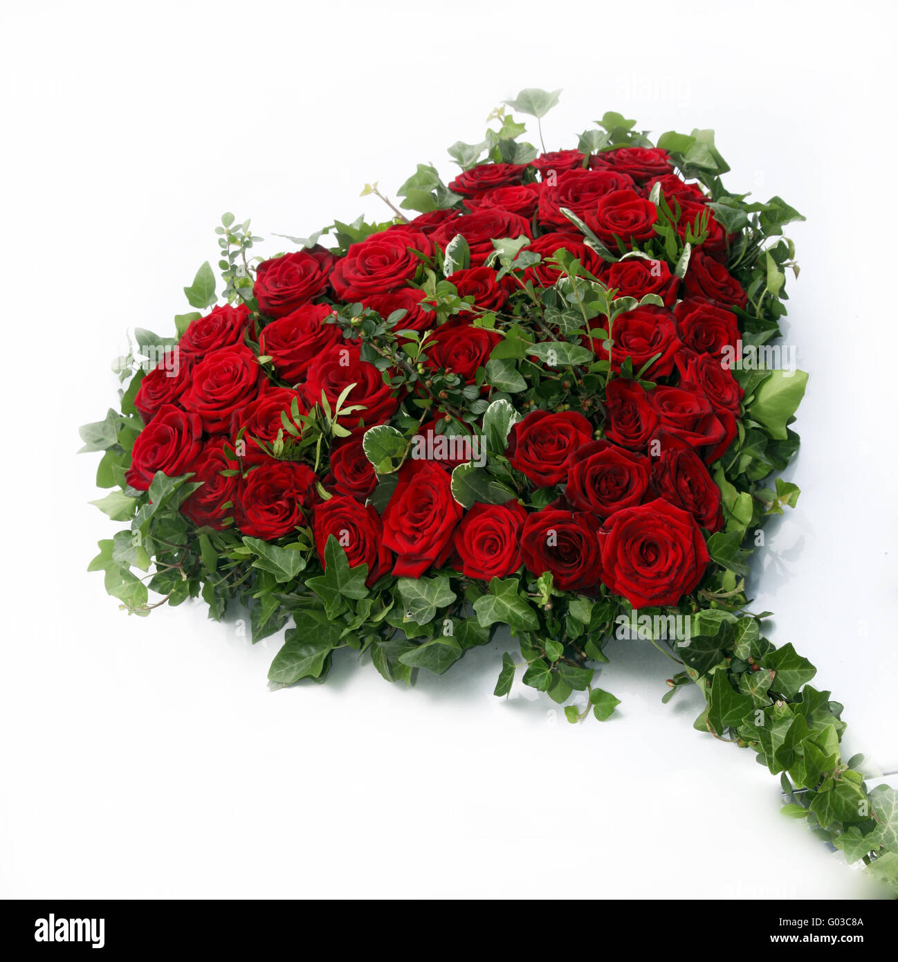 beautiful heart of red roses surrounded by ivy lea Stock Photo