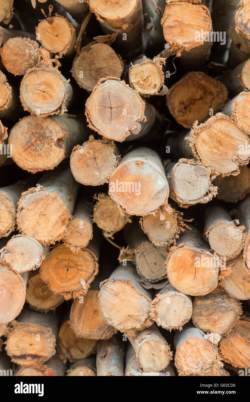 Stock of eucalyptus logs in a lumber yard Stock Photo Alamy