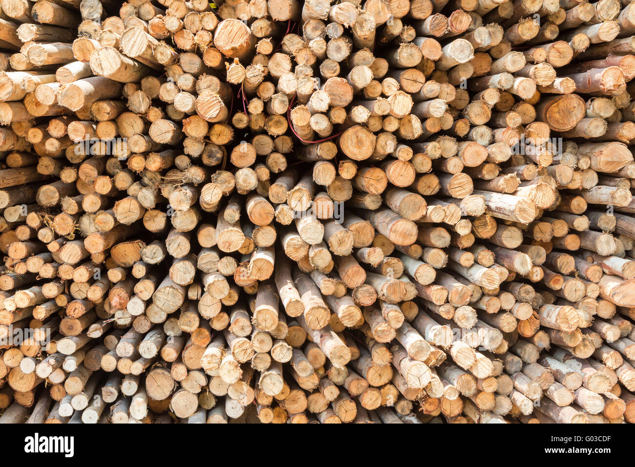Stock of eucalyptus logs in a lumber yard Stock Photo Alamy
