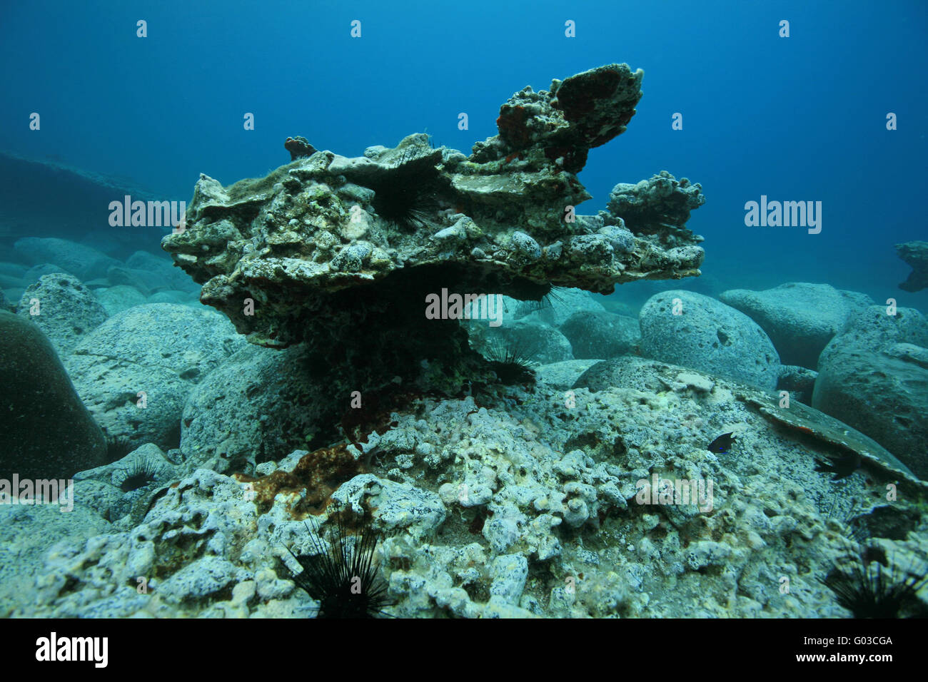 Felsenriff vor Teneriffa, Rocky reef of Tenerife Stock Photo