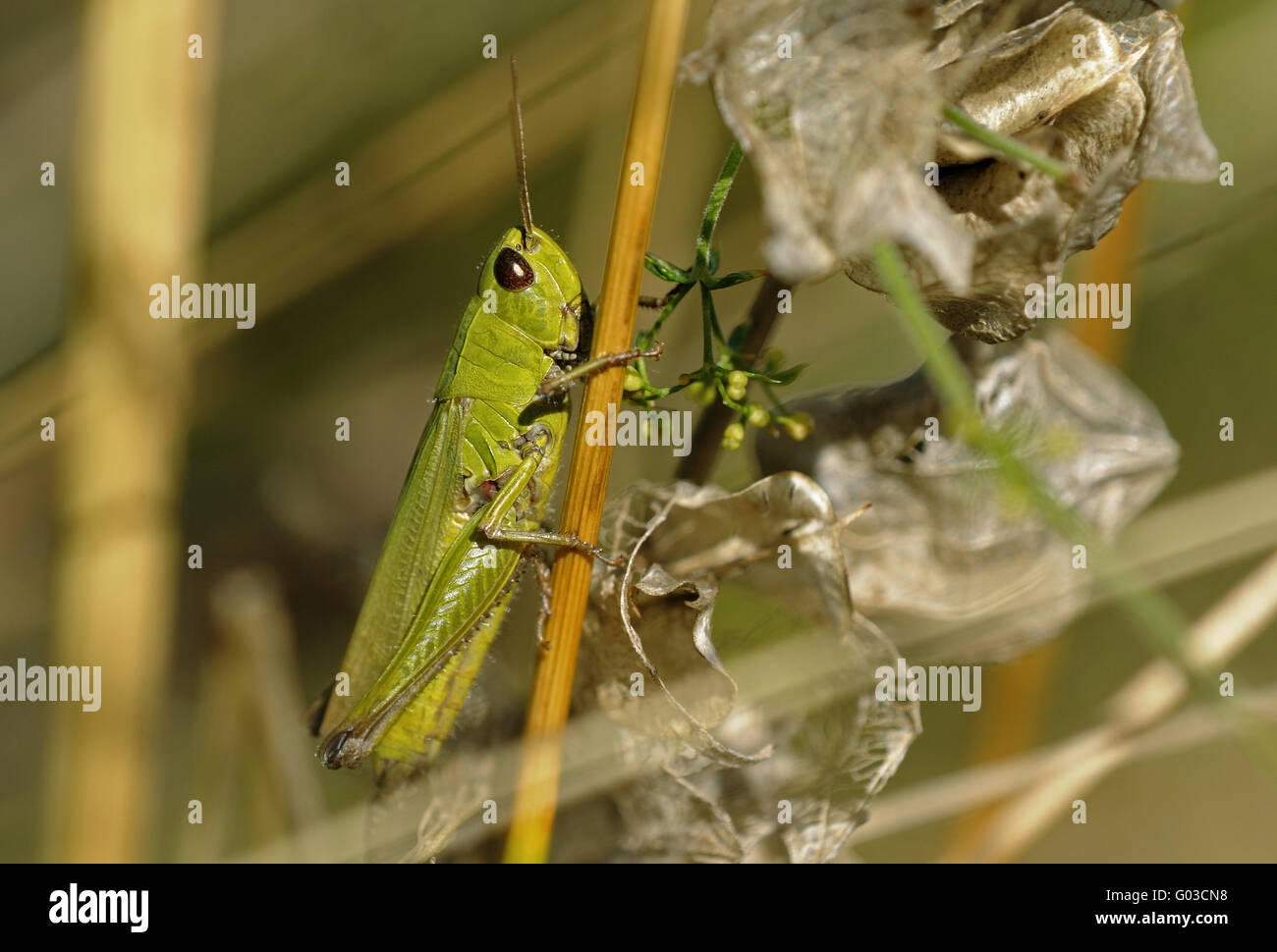 Male of Small Golden Grasshopper Stock Photo