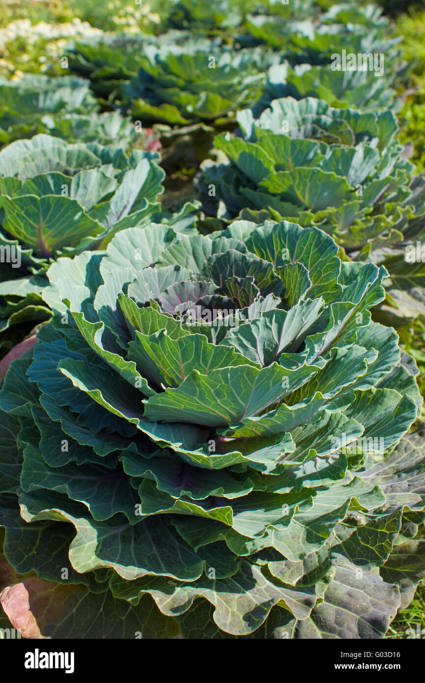 cabbage Stock Photo 103338290 Alamy