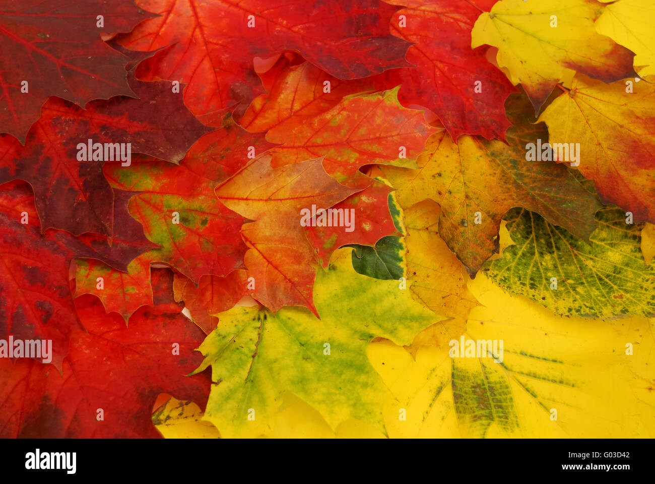 Brilliant green leaves hi-res stock photography and images - Alamy