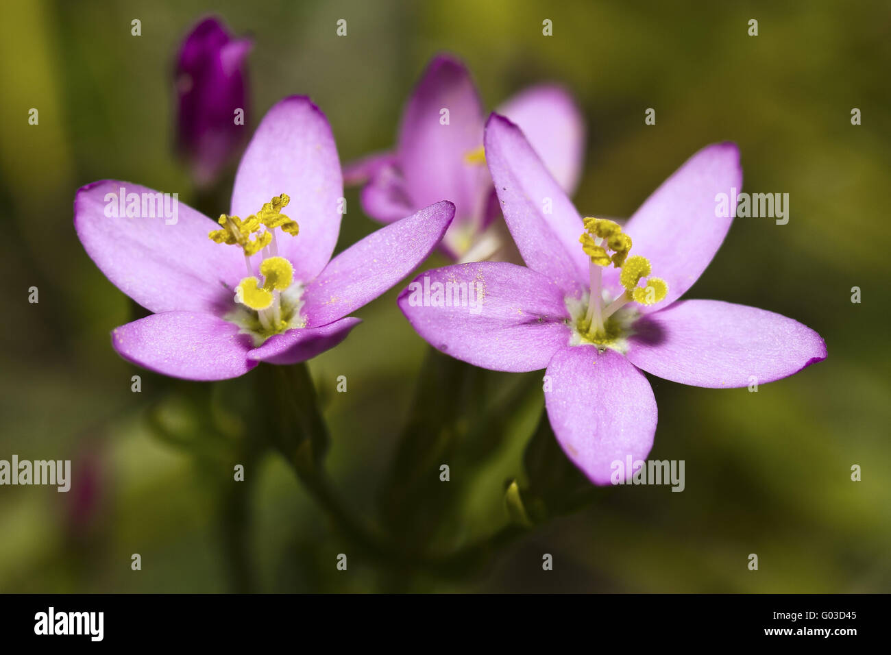 UK Berkshire Centaury Flowers (Centaurium erythrae Stock Photo