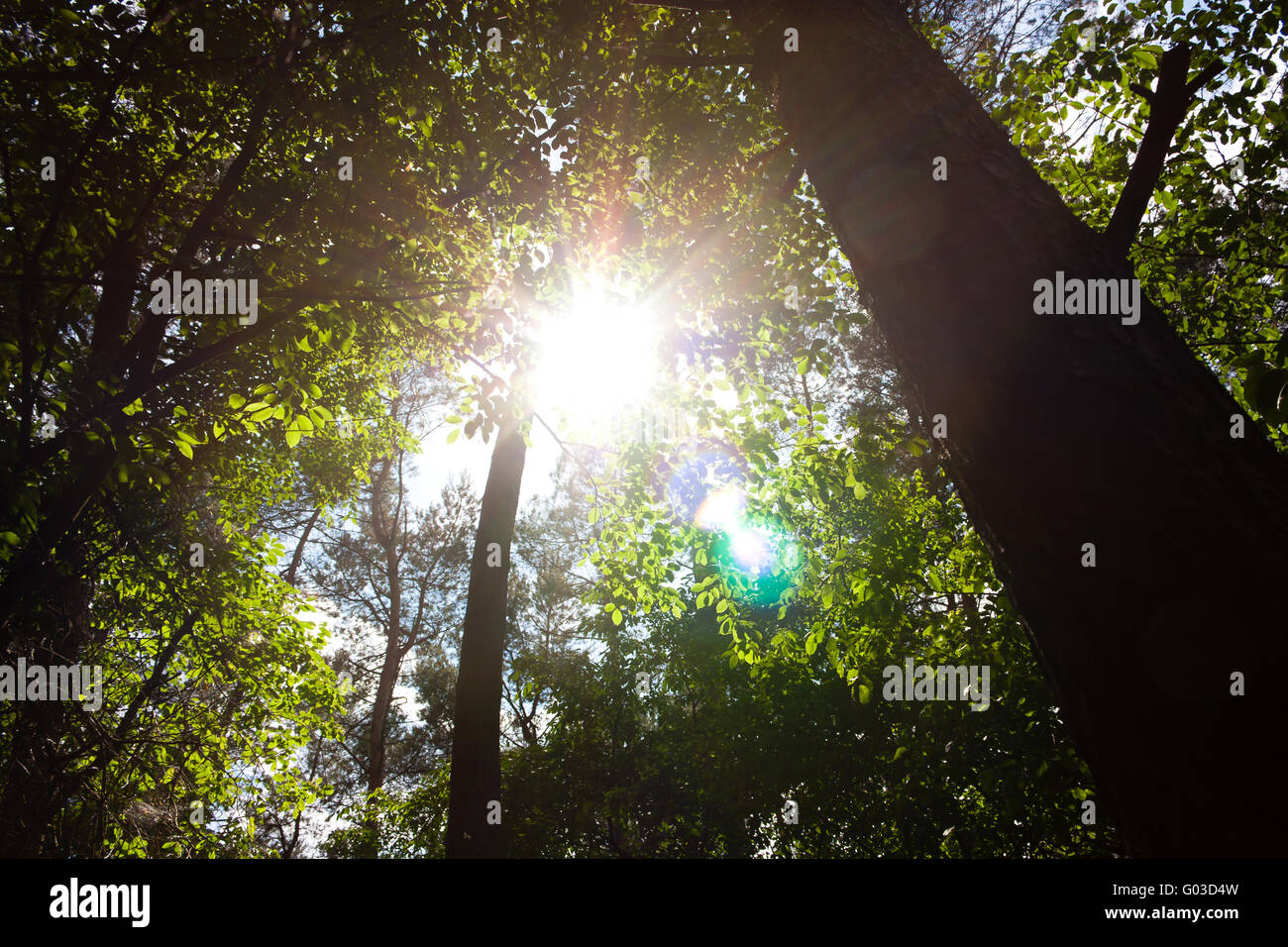 Sunray in the woods Stock Photo