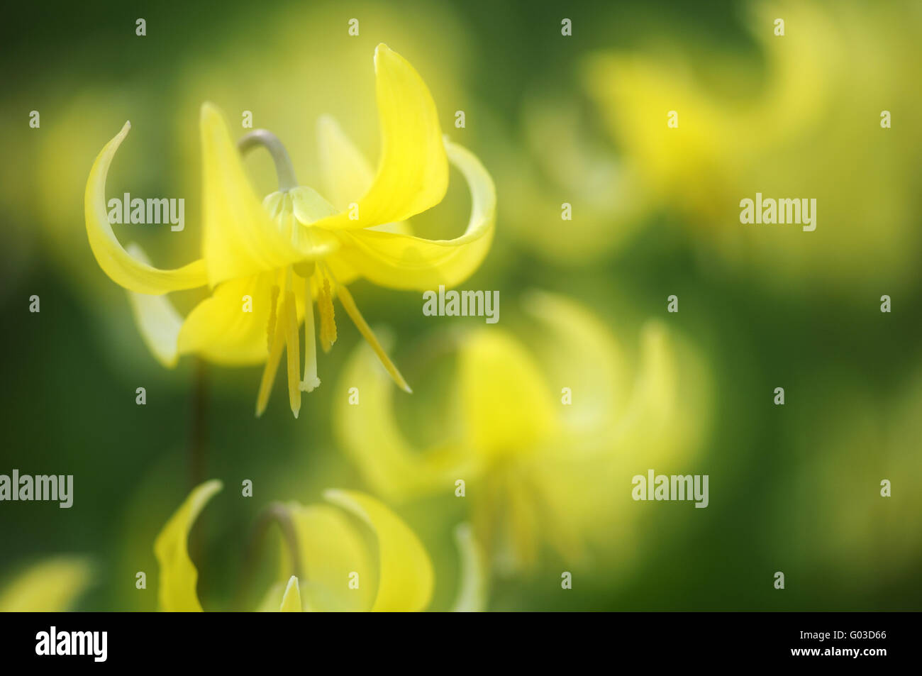 Fawn Lily (Erythronium revolutum) Stock Photo