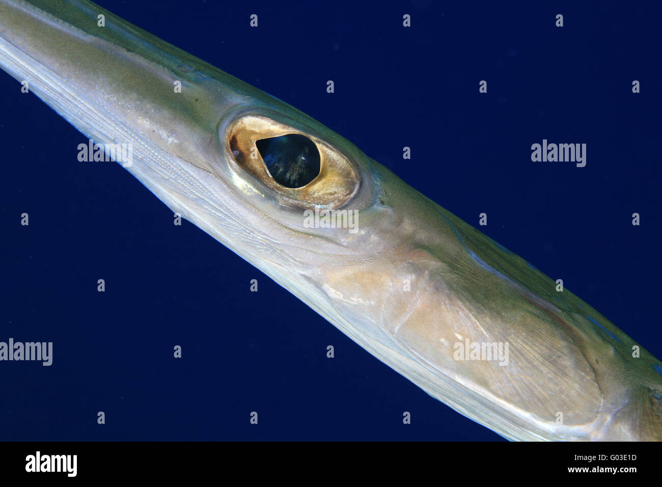 hires stock photography and images Alamy