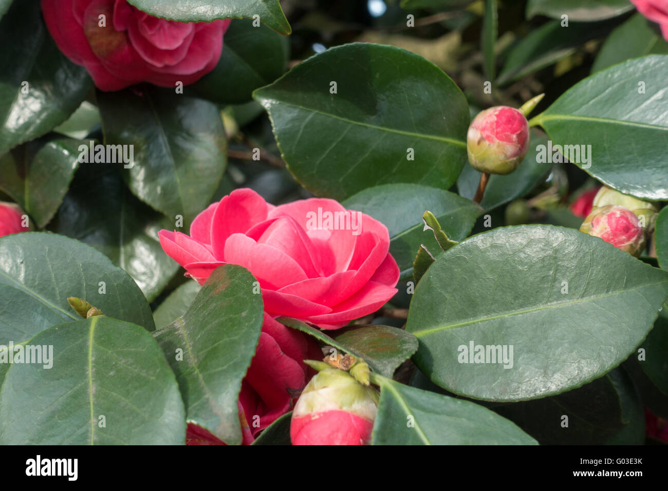 Red flowering Camellia with glossy green leaves Stock Photo