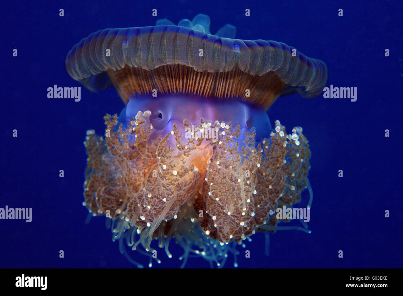 Crown jellyfish Stock Photo