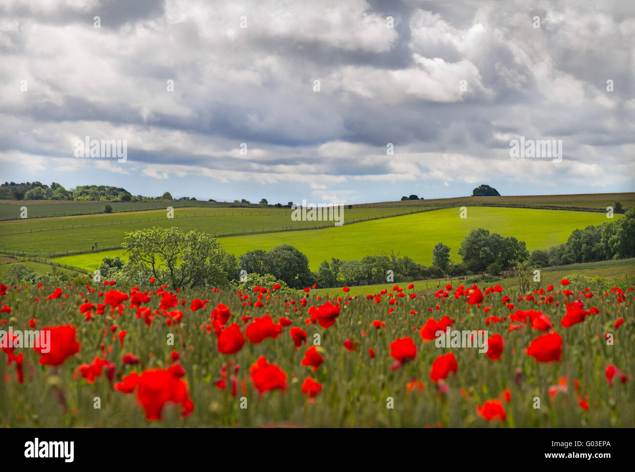 Hills in with field of poppies near Leafield, Cots Stock Photo