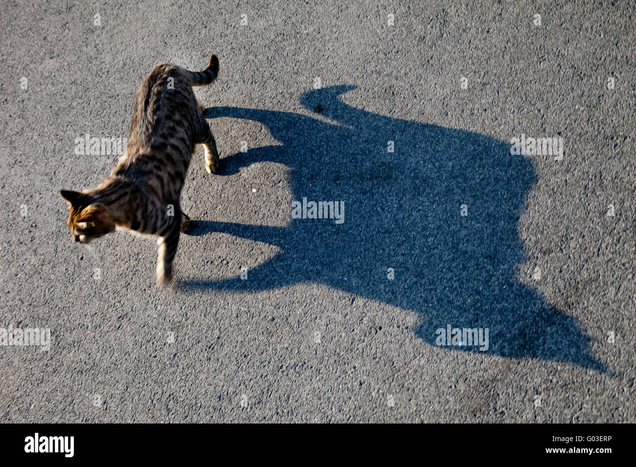 shadow cat Stock Photo