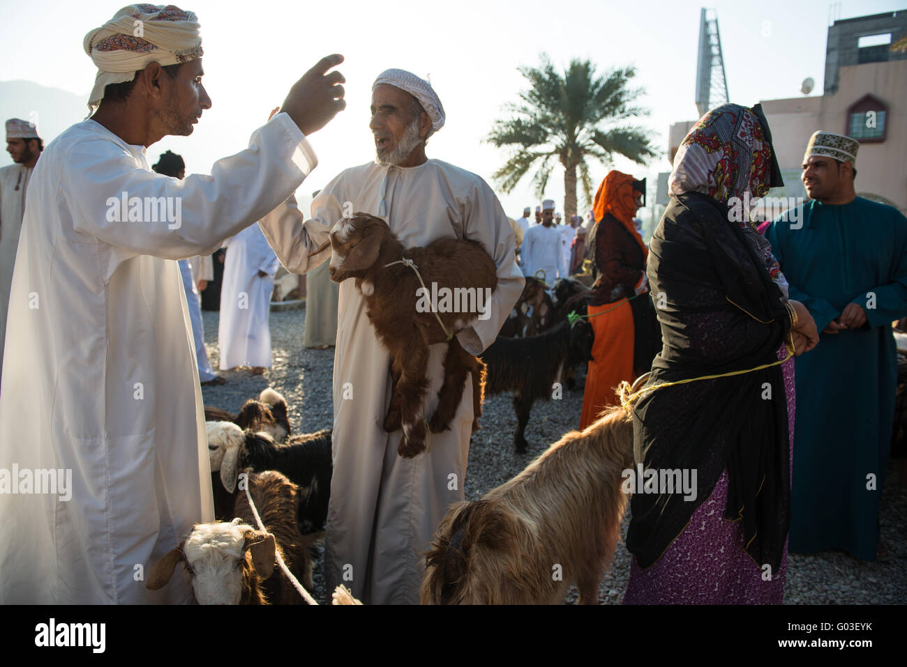 Men auctioning camels at market, Oman. Stock Photo