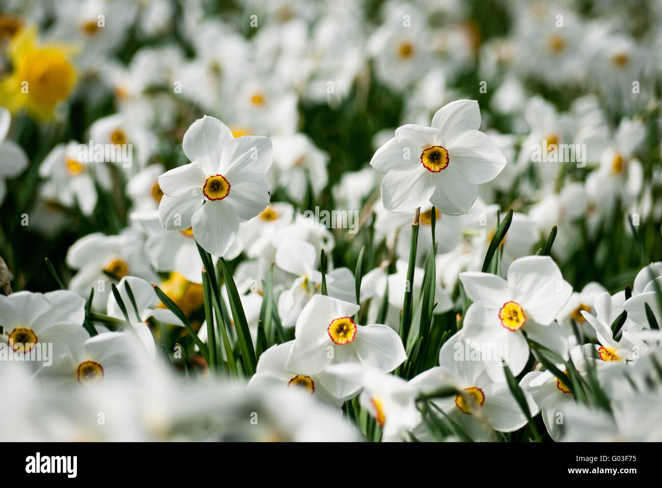 field of daffodils Stock Photo Alamy