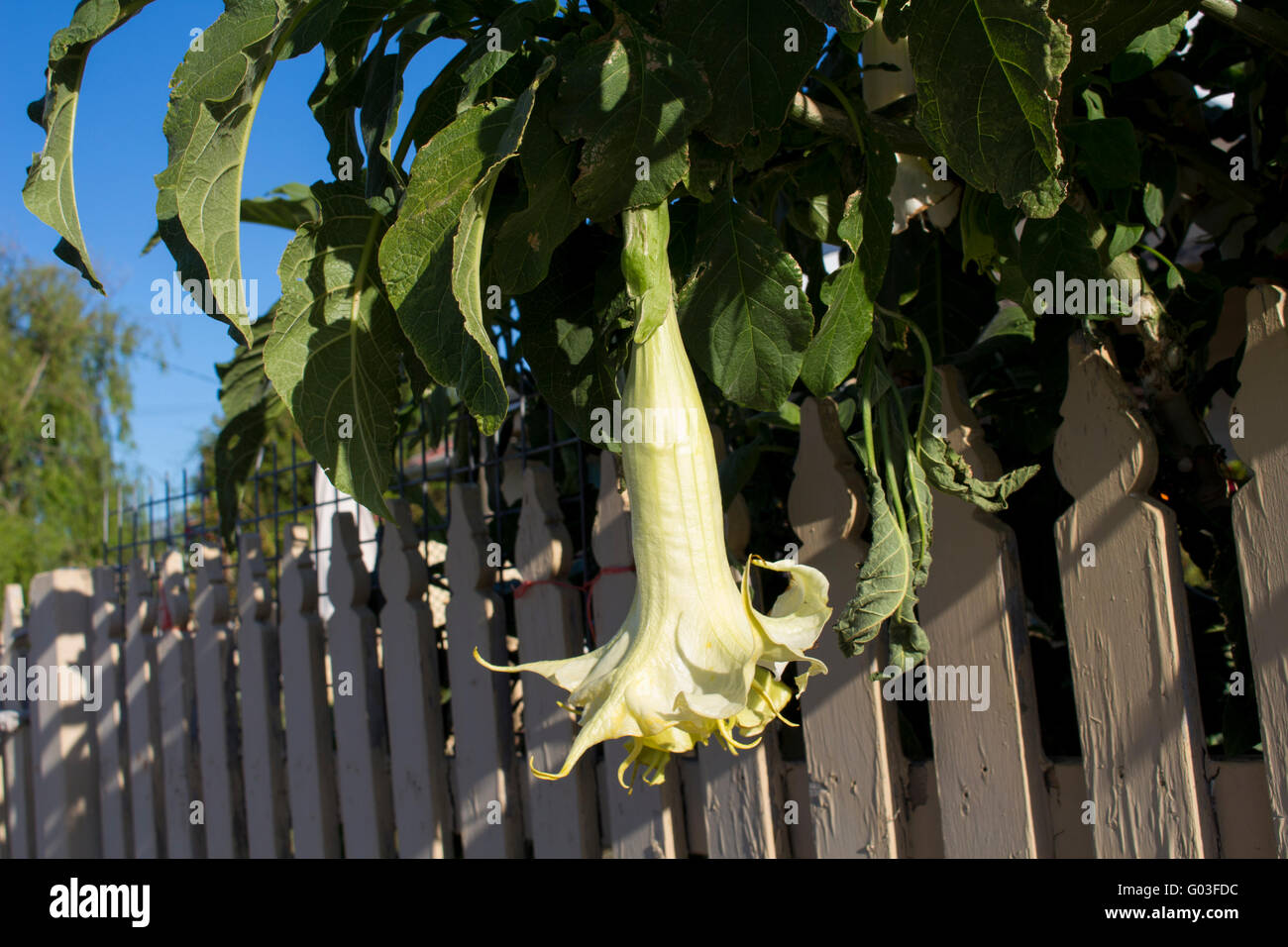 Large pure white trumpet flowers of Datura a genus of nine species of