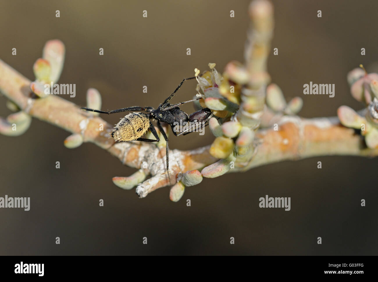 Major or soldier of the ant species Bal-byter Stock Photo