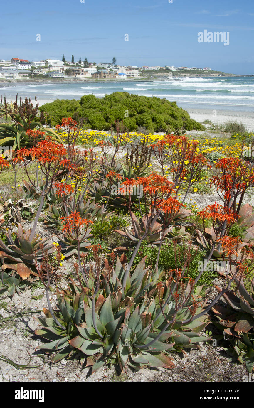 Yzerfontein hires stock photography and images Alamy