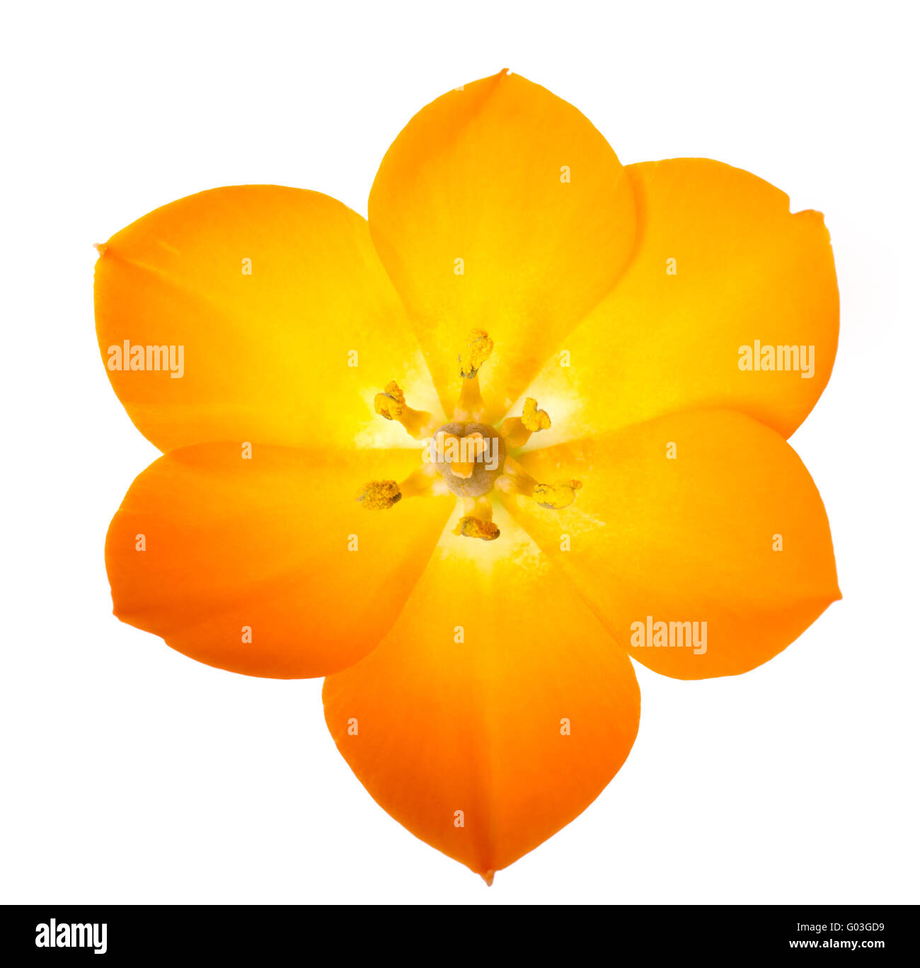 Sun Star on white background (lat. Ornithogalum Du Stock Photo