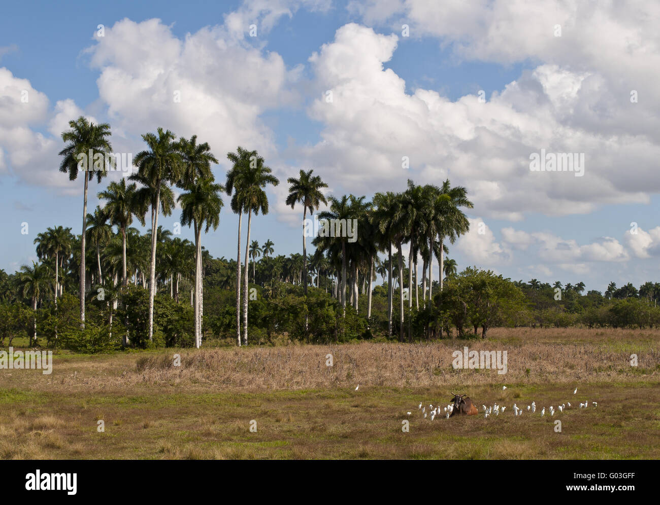field with palm trees Stock Photo