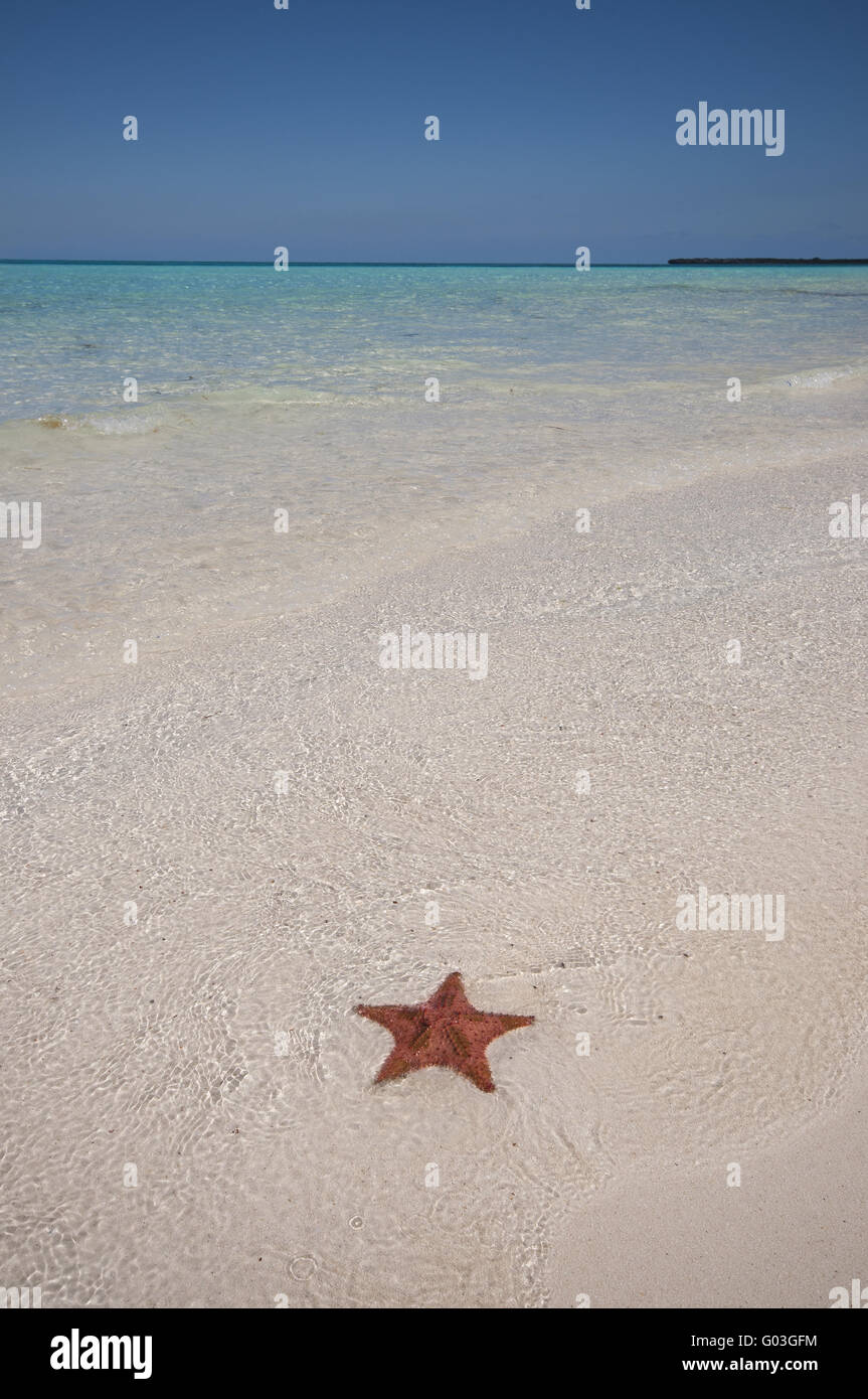 starfish on blue sea Stock Photo