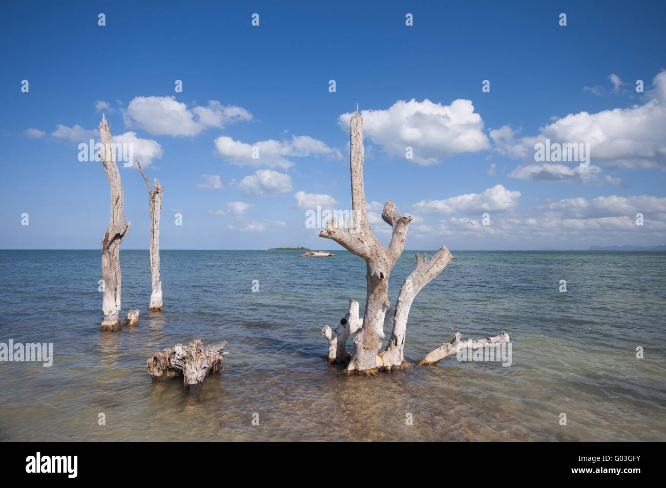 trees in the water Stock Photo