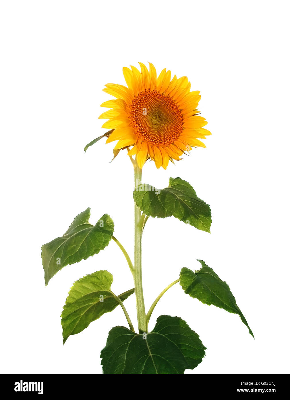 beautiful yellow Sunflower isolated over white Stock Photo - Alamy