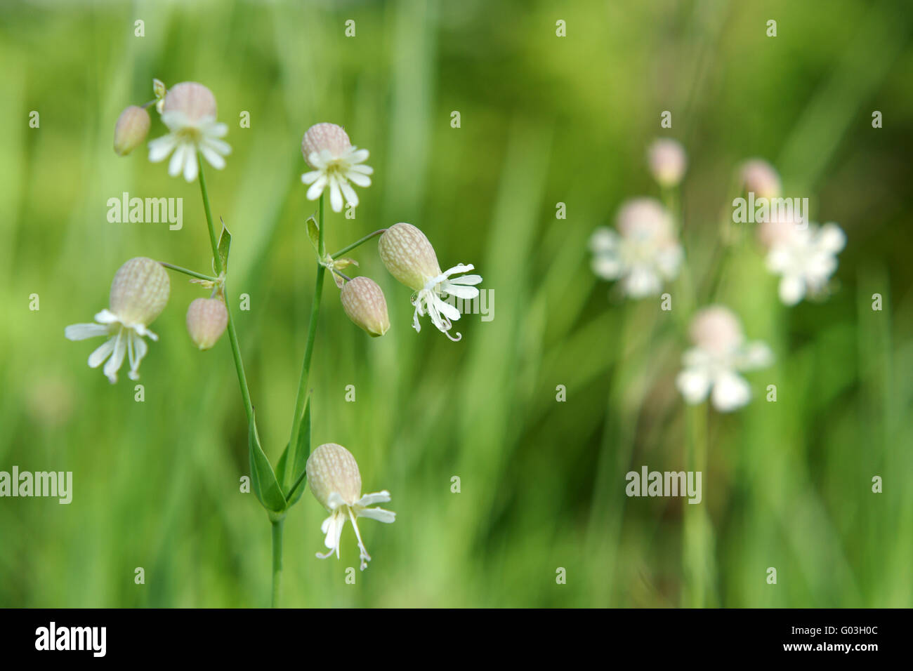 Beautiful dewy flowers of the Bladder Campion Stock Photo