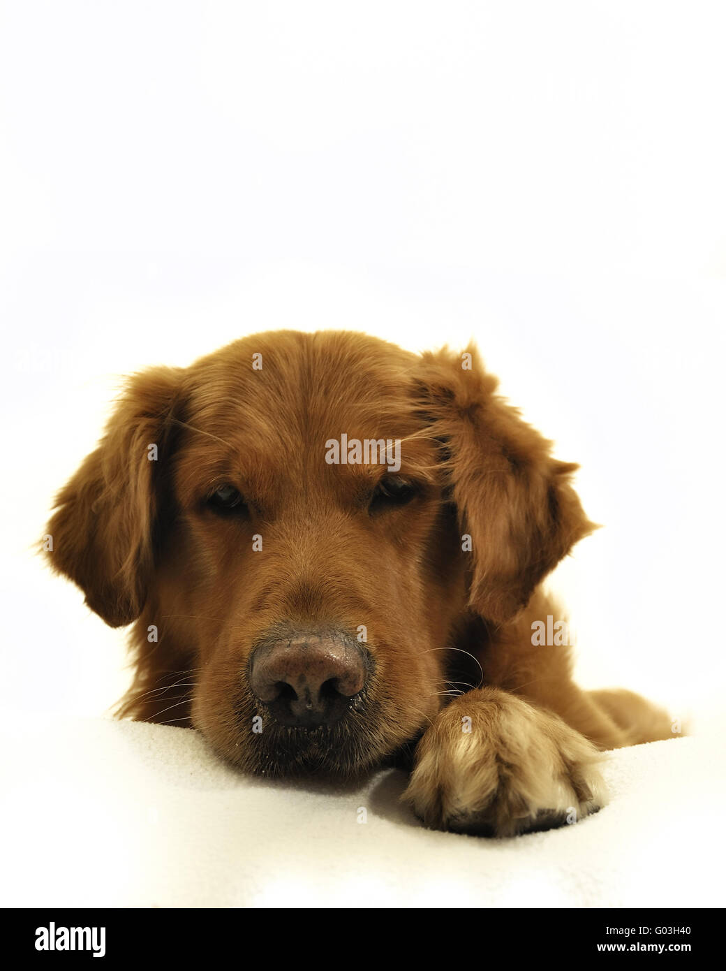 Golden retriever dog very expressive face, looking down Stock Photo - Alamy
