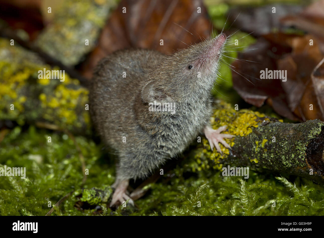 Greater White-toothed Shrew Stock Photo