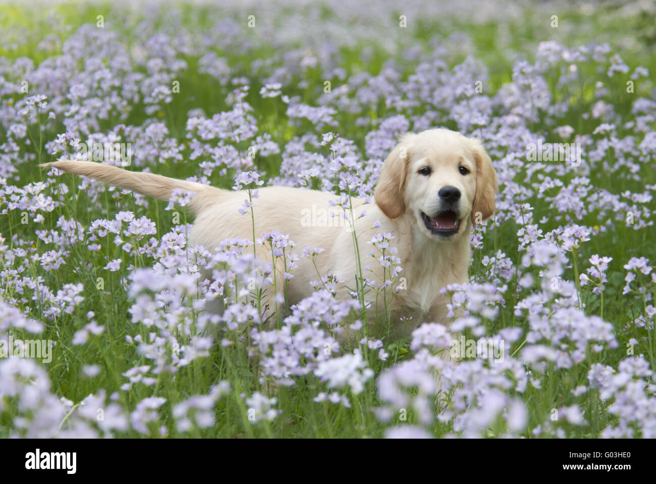 Golden Retriever puppy among Cuckoo Flower Stock Photo