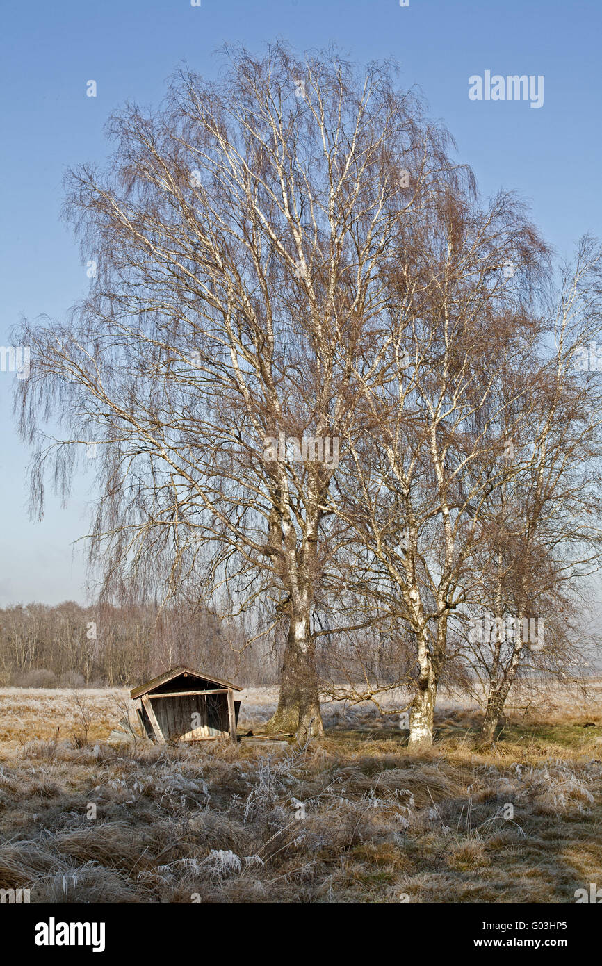 Birch tree and old barn in a fen in Bavaria Stock Photo