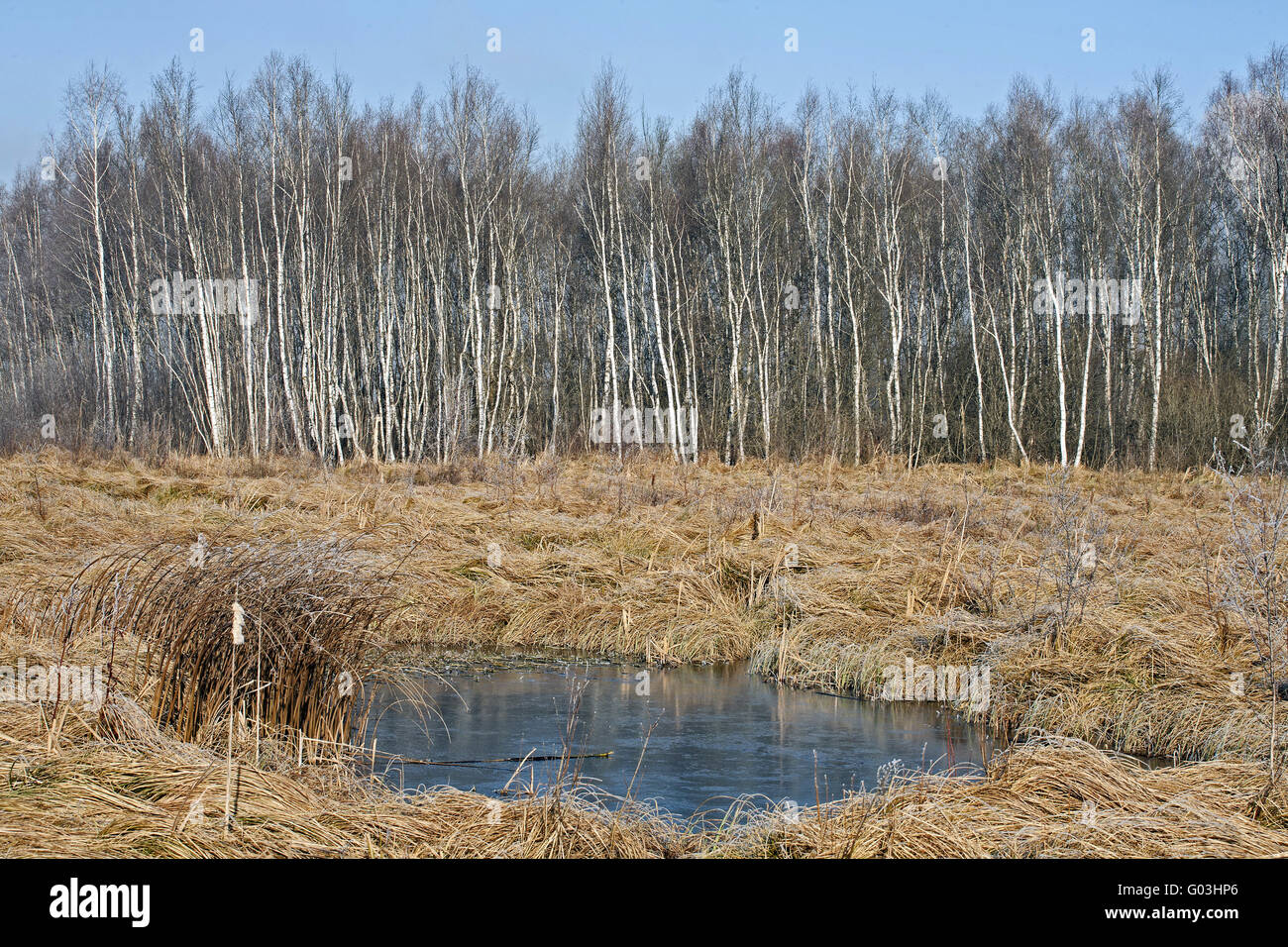 Sedge Reed Birch forest and sedge reed, Germany, Bavaria Stock Photo - Alamy