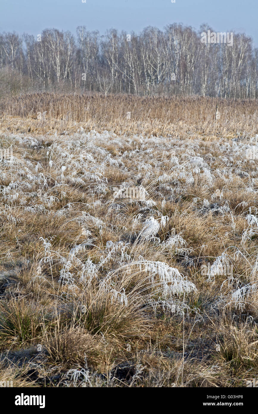 Sedge Reed Sedge reed hi-res stock photography and images - Alamy