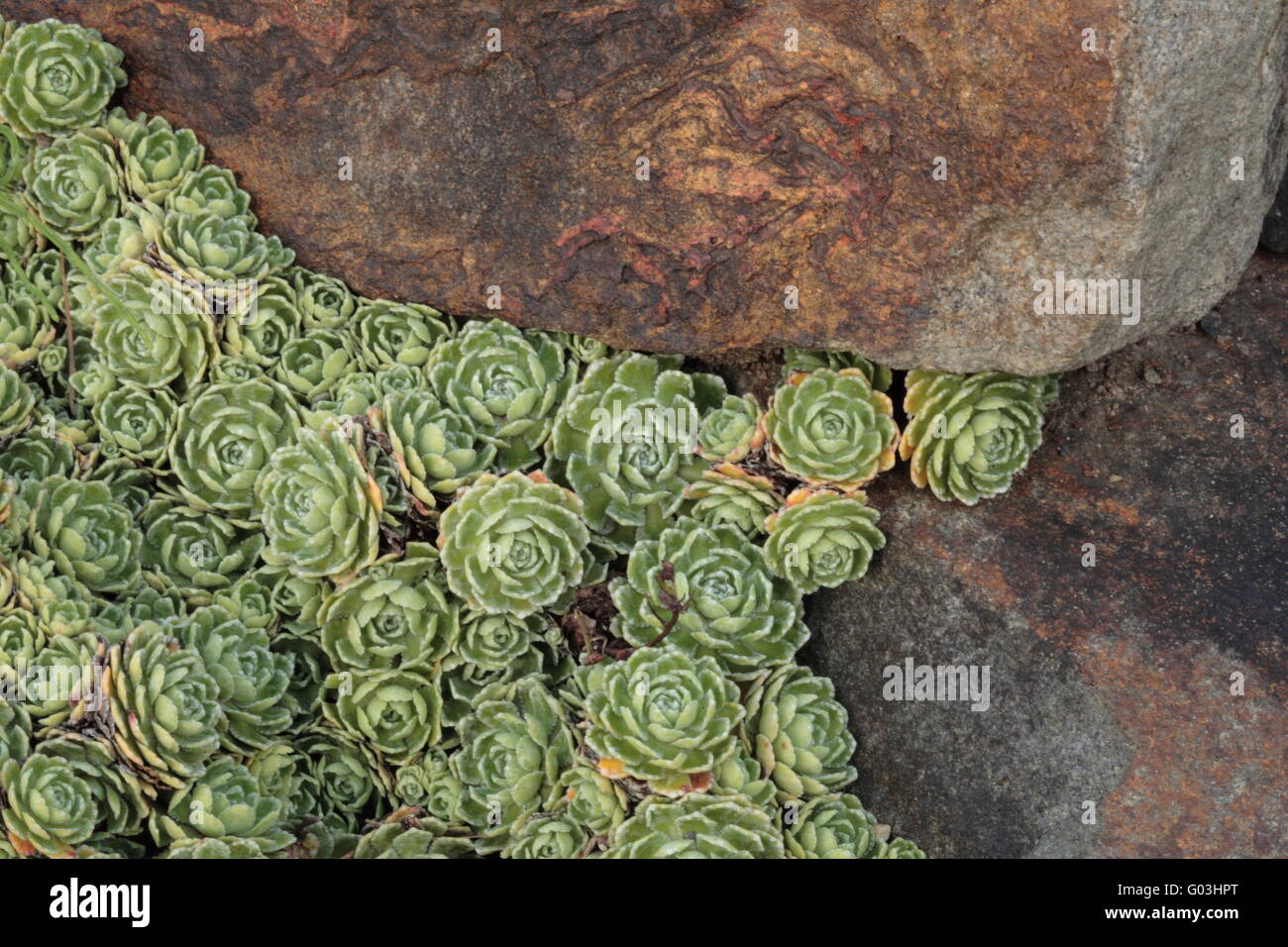 White mountain saxifrage - Saxifraga paniculata Stock Photo