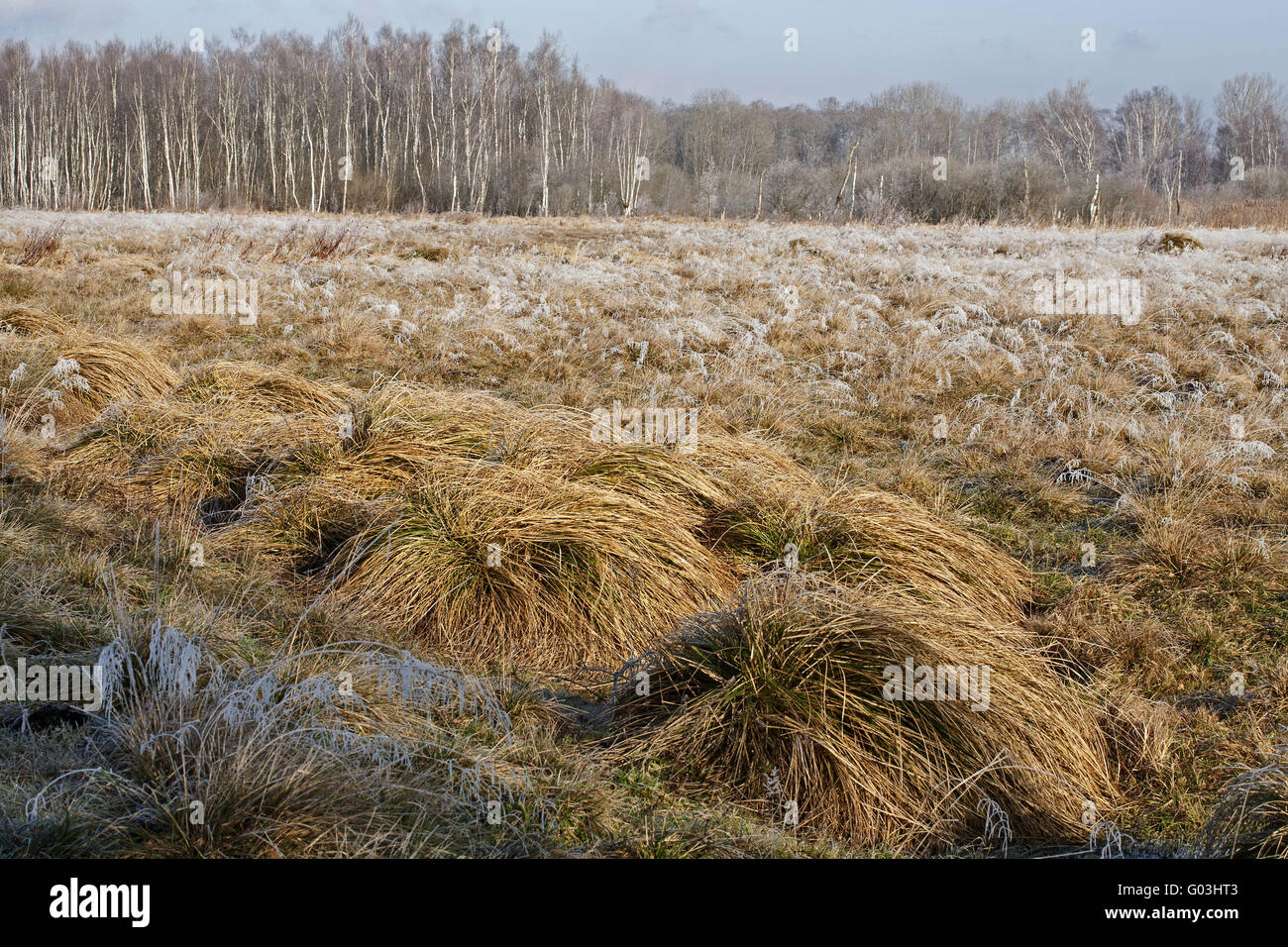 Sedge Reed Birch forest and sedge reed, Germany, Bavaria Stock Photo - Alamy