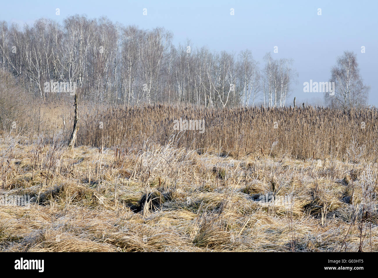 Sedge Reed Sedge reed hi-res stock photography and images - Alamy