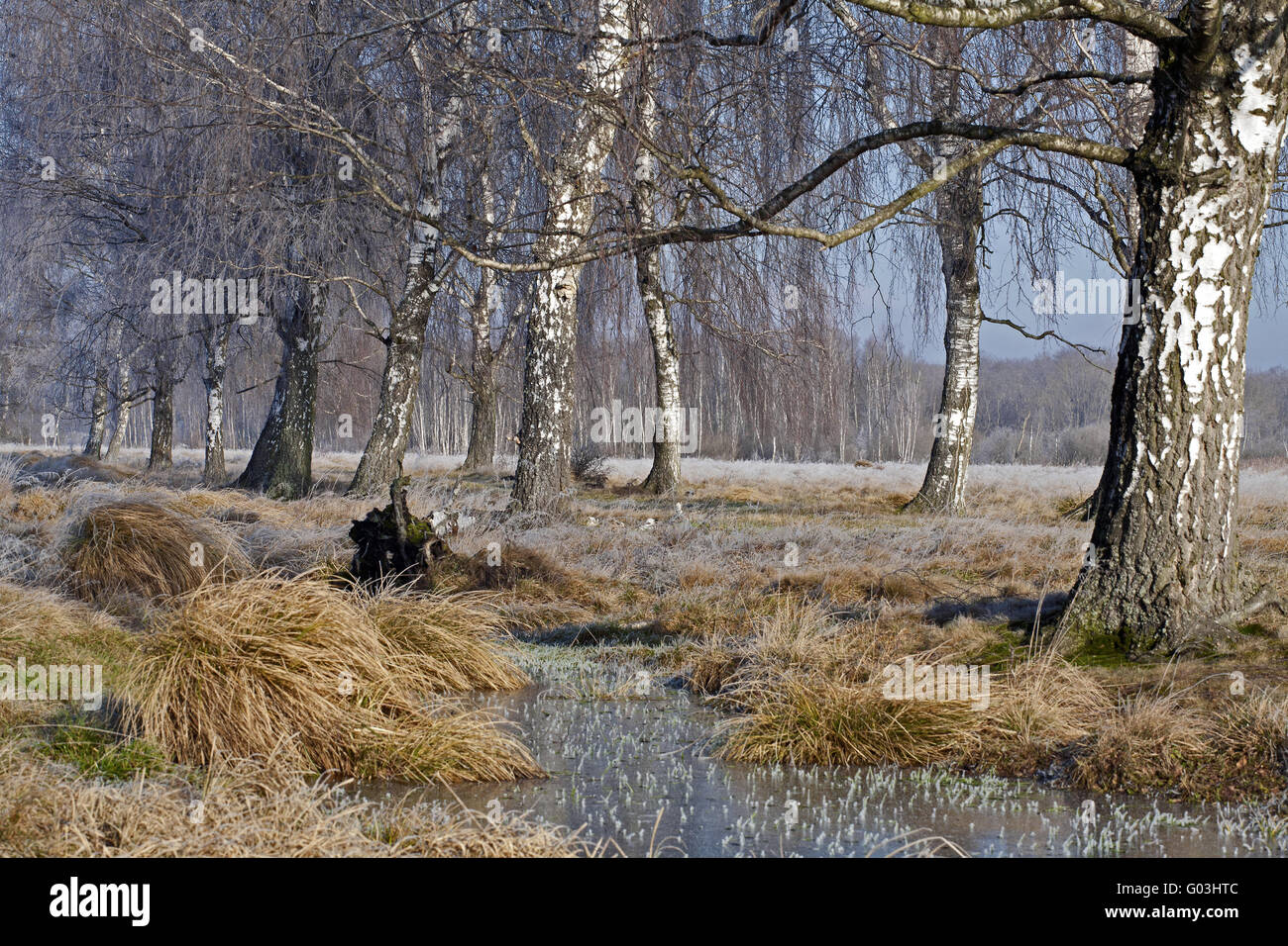 Sedge Reed Birch forest and sedge reed, Germany, Bavaria Stock Photo - Alamy