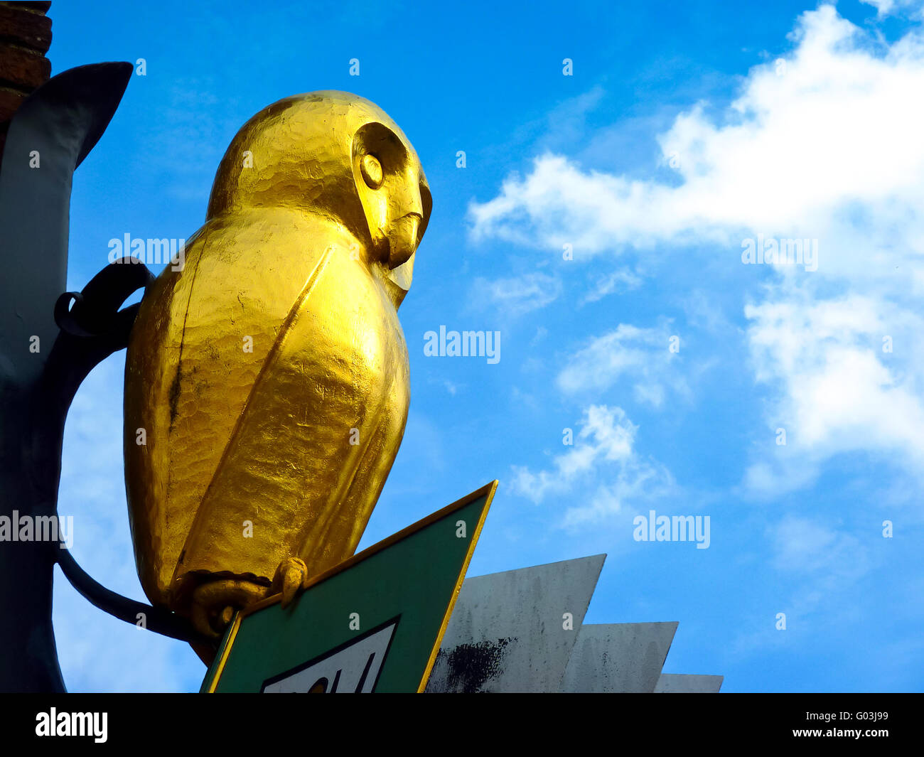 golden owl Stock Photo Alamy